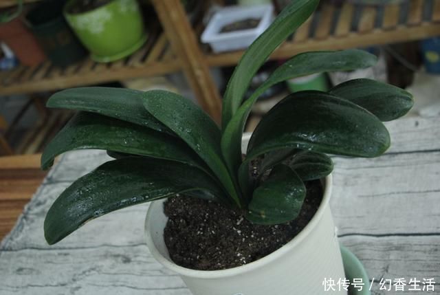 长寿花|这5种花,叶子不能喷水,尤其是夏天,一喷就全烂了