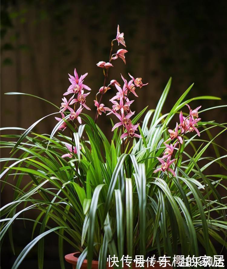 养兰先养根用这免费料养出粗壮大白根，兰花开花多又香