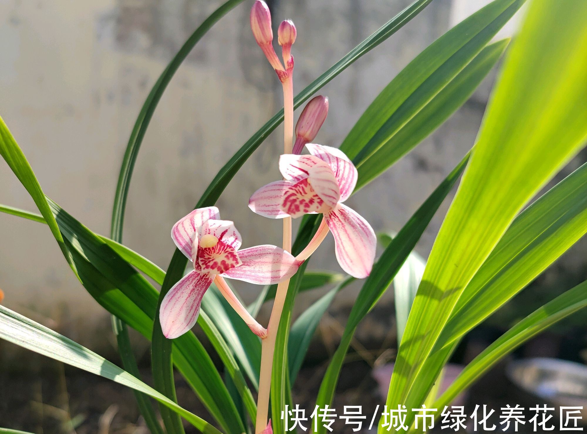 怎么判断兰花上盆的死活啊？种下去五天了，搭配的盆土能养活吗？
