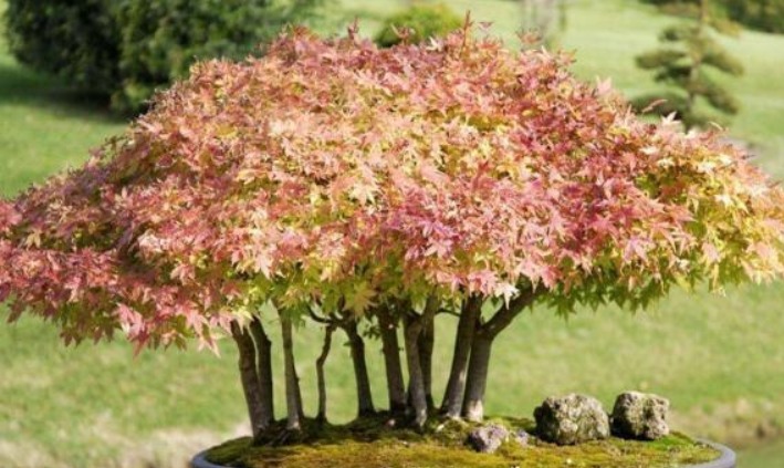 这“几种花”很便宜，养成“盆景”后，变身为“高价”盆栽！