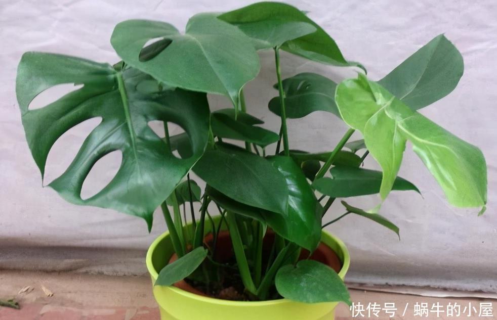 进入1月,给家里养“3种花”,寓意好、空气清新,越养越喜欢