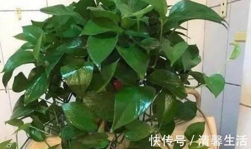 都知道啤酒养花好，然而，没掌握住“浓度配比”却会出大事