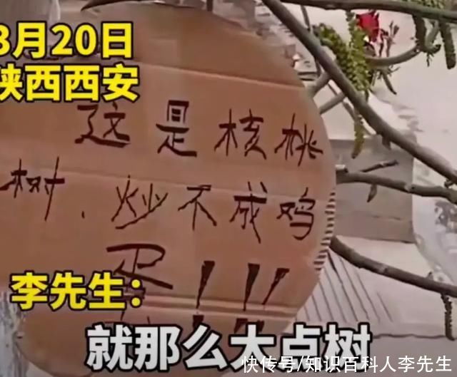 核桃树刚发芽,就被路人摘光,树主人无奈挂牌子警示