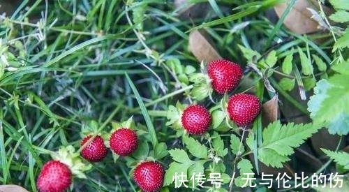 桉树|毒番石榴树有多毒,摸都摸不得,在树下躲雨都能中毒