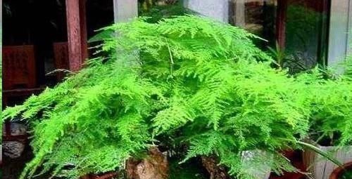 想要文竹长的旺,最好施什么肥?知道一点施肥再也不犯难!