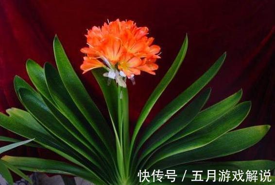 君子兰夹箭,不开花,学会这些小技巧,再也不夹箭,一年开2茬花