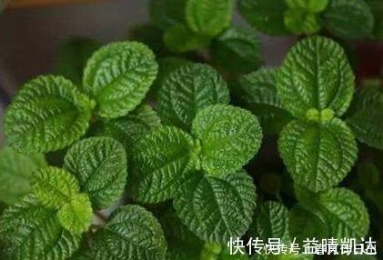 这三种绿植堪称二手烟的天敌,居家养一盆,空气清新健康无忧