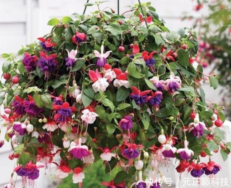 最受欢迎的3种花,全年开花不停,花色艳丽,花开枝繁叶茂,美