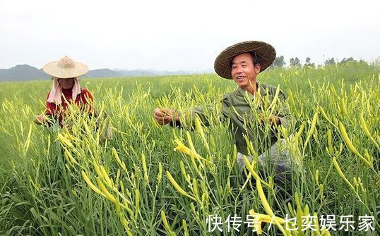 hm2|黄花菜明目安神,滋养皮肤,农民只需掌握一点,收获高产的黄花菜