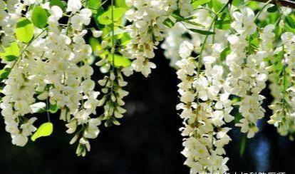 槐花|秋天养生要排毒,推荐三种食物,排毒燃脂,清理肠胃,好处多多