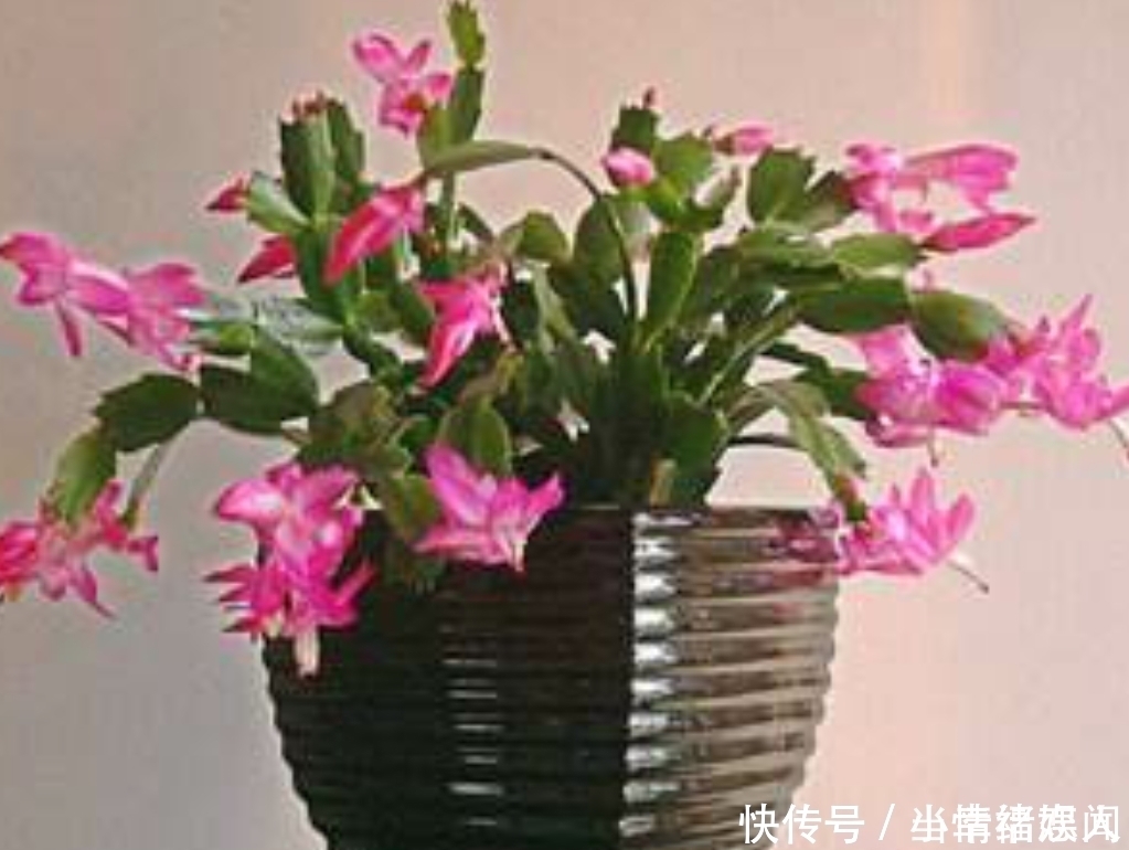 这四种花最怕过夏天，提前做好度夏保护，秋凉又开花