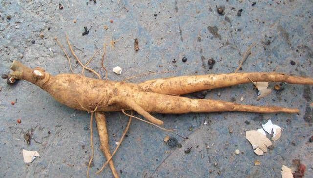 乡间土生土长的人参是一种高级补品,滋补强身,价值连城