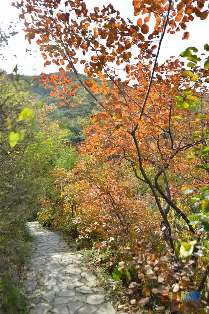 北京旅游网|深秋的香山 层林尽染美轮美奂