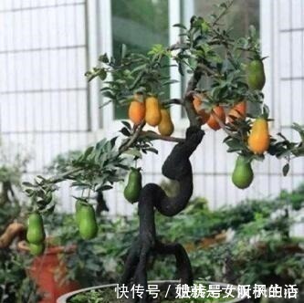 养花|家里养棵上2棵树,旺财还镇宅,可别再说“家里”不能养树了!