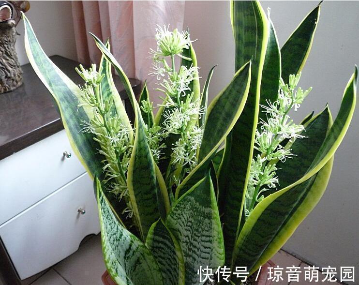 植株|还在担心新房有味道吗？摆放“3”种花卉植物，有效清新空气