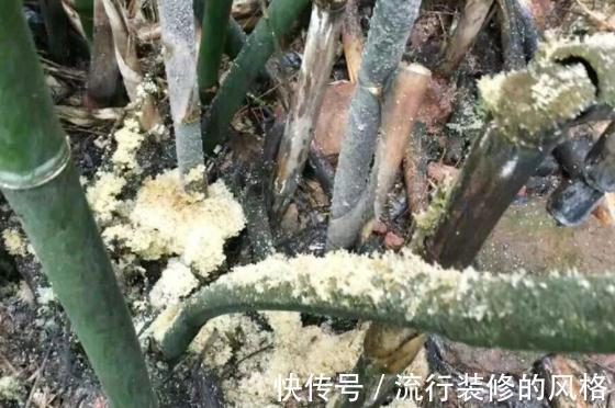 真菌|俗称“竹燕窝”，竹子被虫咬后开花，很是罕见，日出前采摘最好