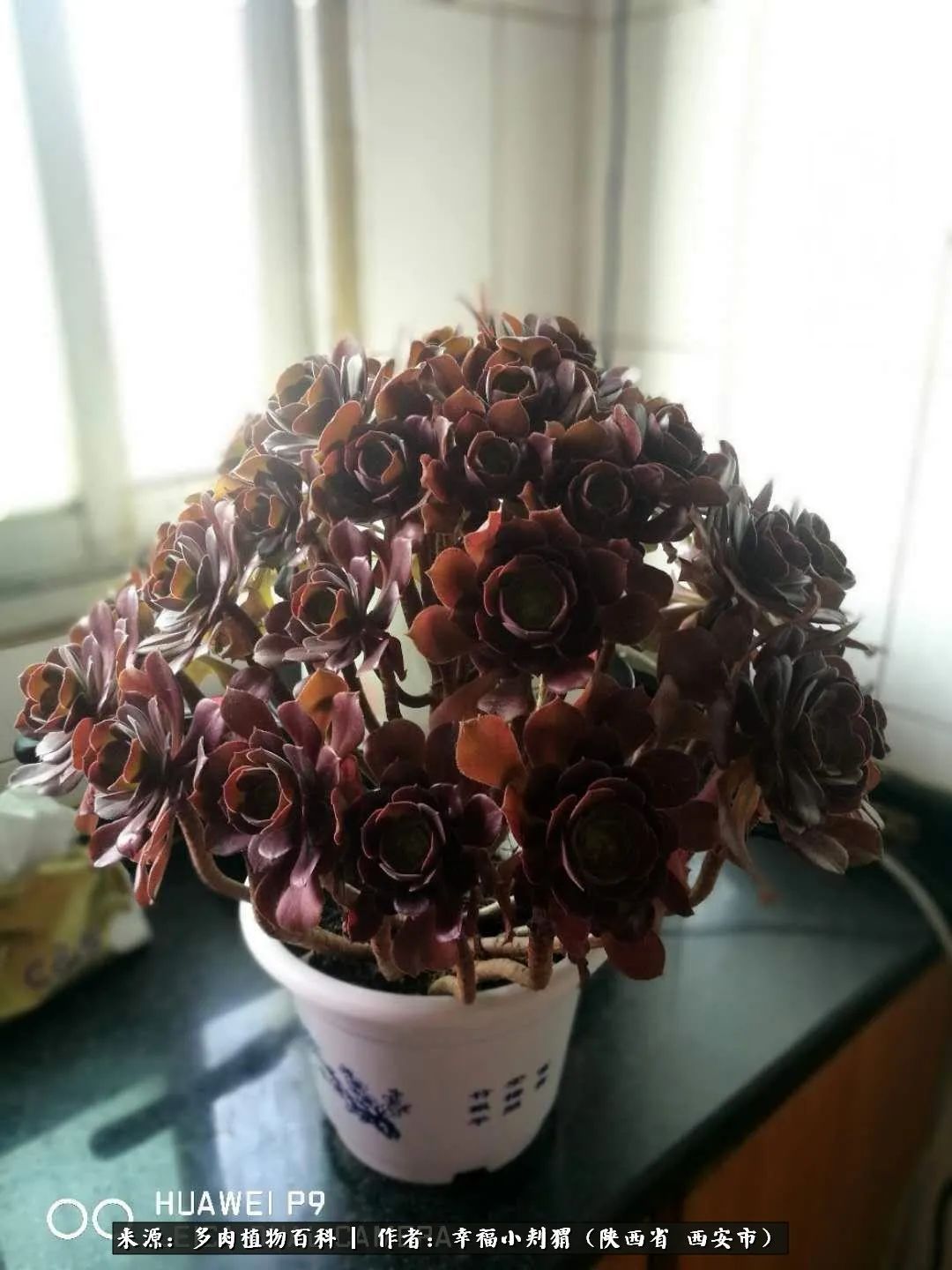时光荏苒，种肉赏肉已成了生活中不可缺少的一部分！