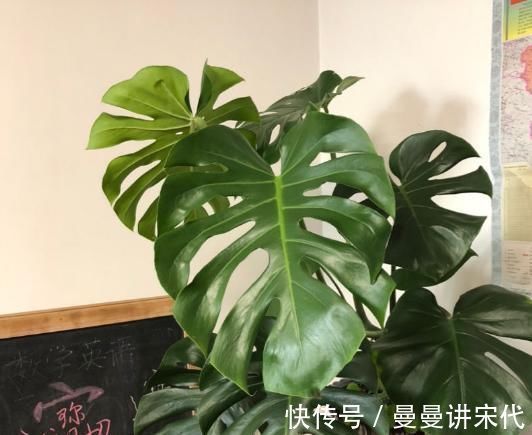 散光|最不耐晒的3种花，养在室内才好看，搬出去一天就枯了