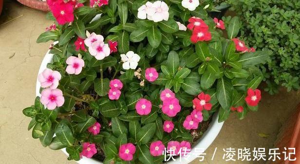 长春花|想让家里常年飘香，就养殖3种花卉，管理简单、易爆盆