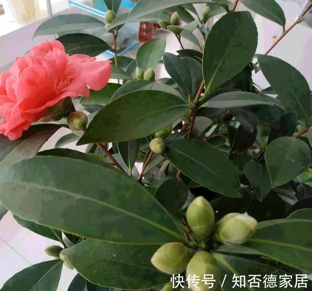 秋天养茶花，避开四怕，不黄叶不掉苞，年年开花
