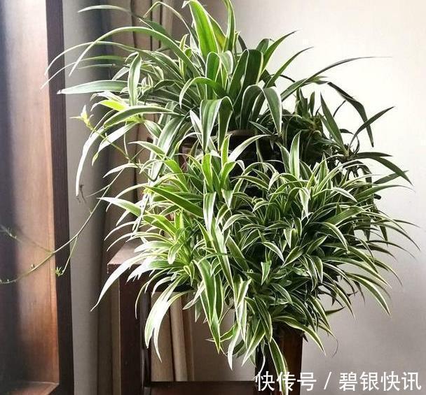 养花|家里养这5种花,怎么折腾也不死,养一盆爆一盆,懒人也合适