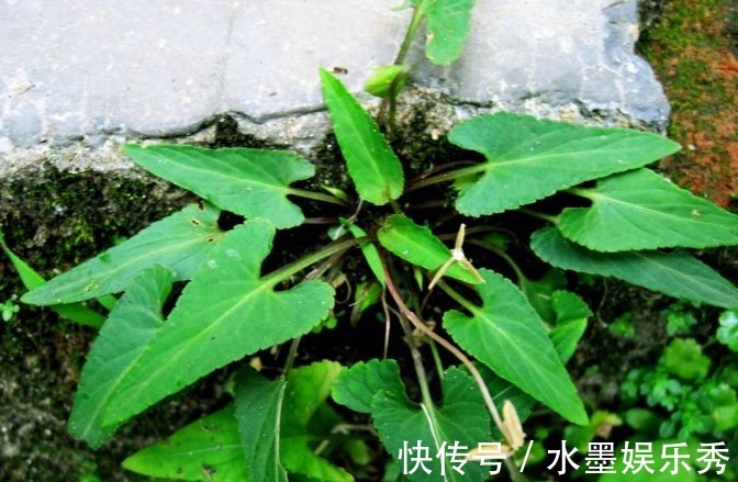 药用价值|农村以下常见的野草,能清热解毒,凉血消肿,清肝明目,你认识吗