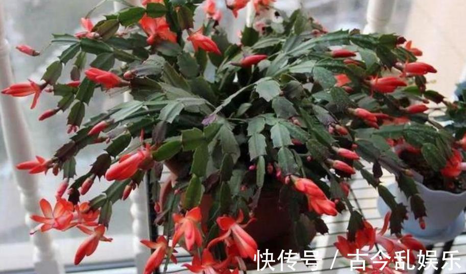 国庆之前,5种花养一盆正当时,枝繁叶茂,冬春早开花