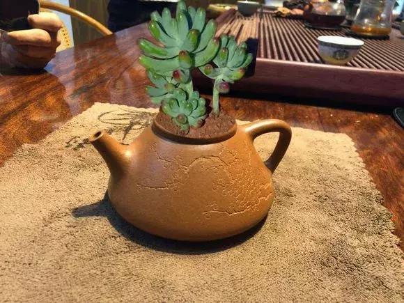 花友|旧茶壶种点花,秒变高端盆景,卖300一个邻居抢着要