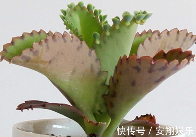 此些多肉最好养,长得还快,新手都可以养到爆盆