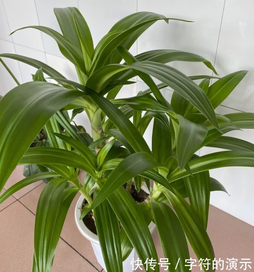 花朵|可养室内的3种花，叶色翠绿花朵高雅，阳光不足也能生长