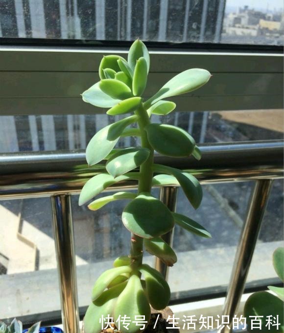 养多肉,最忌“3点”,难怪一养就抽成草,赶紧挽救还来得及!