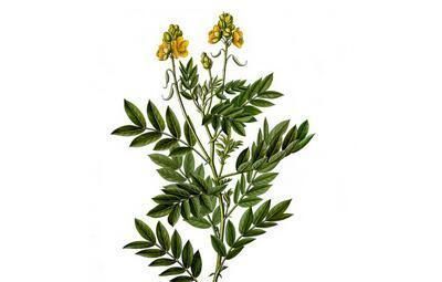 最傷肝的5種中藥，你還經常吃每個服中藥的人都要注意