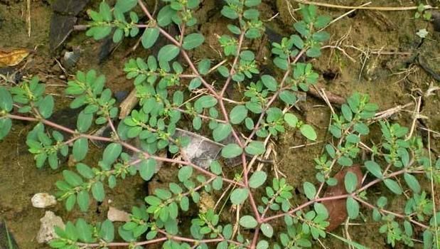 农村一种“野草”，最爱趴地上，与马齿苋是近亲，草小作用可不小