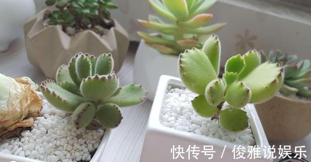 熊童子扦插很“另类”,取1枝变10盆,立马变成熊森林