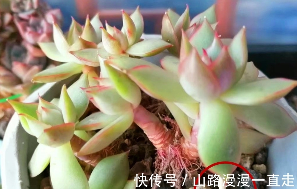 6种多肉养护用点小技巧,一年就会爆出很多头,长成手捧花超美