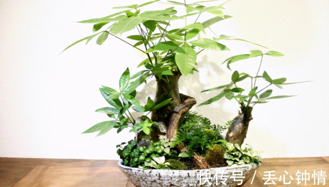 发财树烂根、叶片枯黄耷拉,养花人别灰心,调整这2点就好了