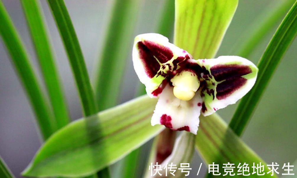 春兰开花了，几点养护建议送给你，照做花后春兰更美丽