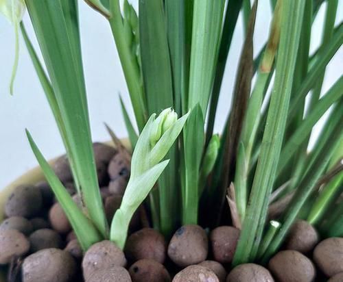 兰花|出芽率“最高”的兰花,花苞又大又香,花色珍贵,新手也能养好