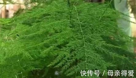 不会养文竹,抓住5个生长关键点,剪几刀,文竹长出几米高