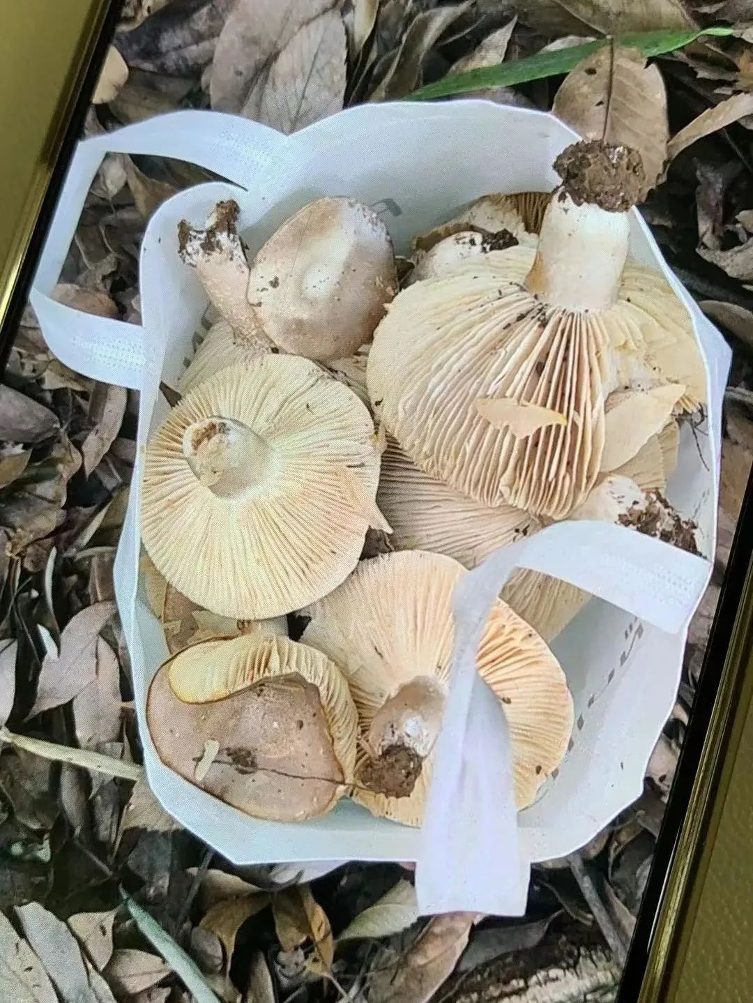 嘉兴|吃了野外采来的“白伞伞”,嘉兴20多岁情侣严重中毒救治希望渺茫!台风过后它们又将疯长,千万别采