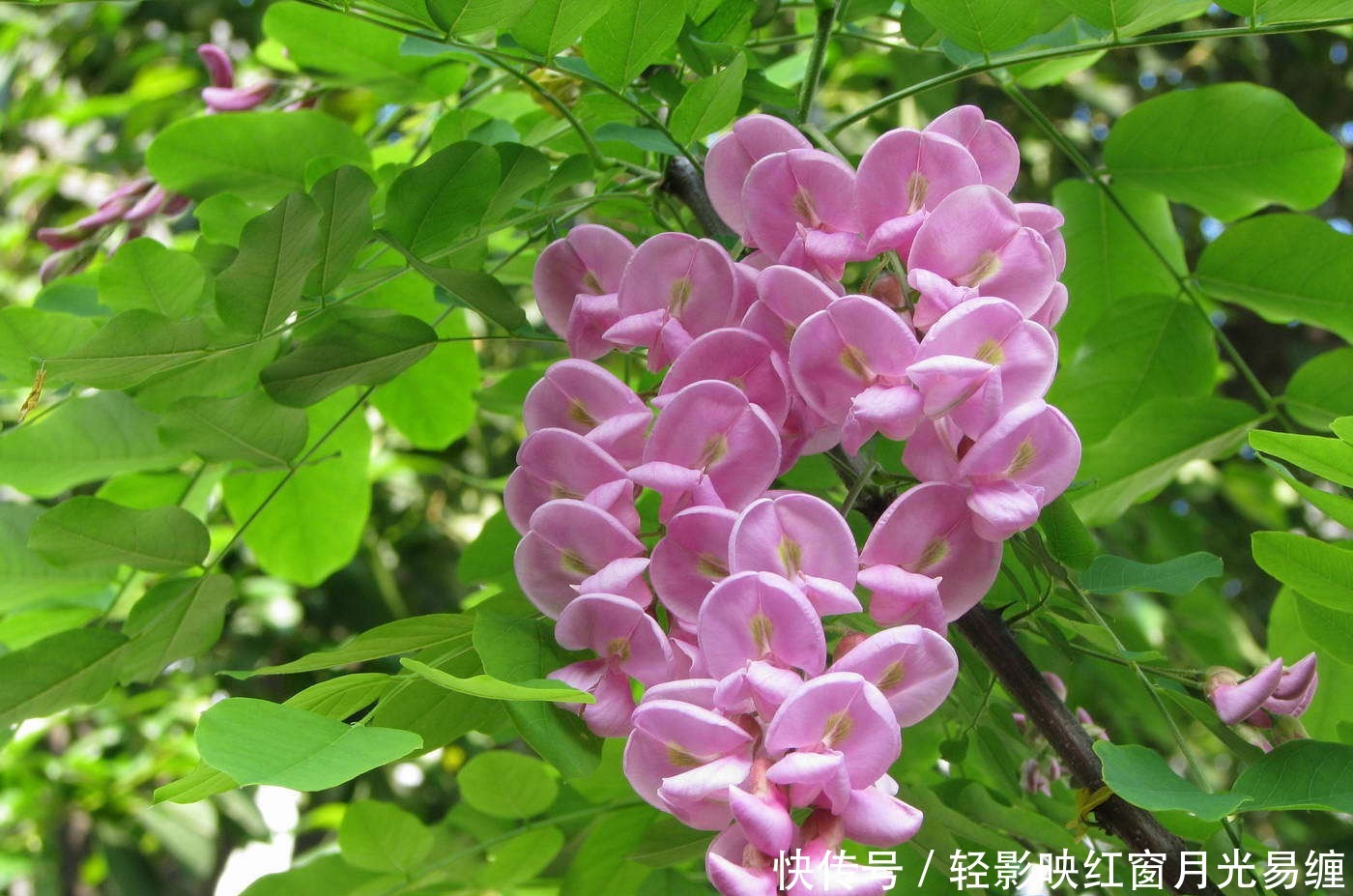 此花寓意着富贵的花，给人一种繁荣欣欣向荣的曲线，是财富之花