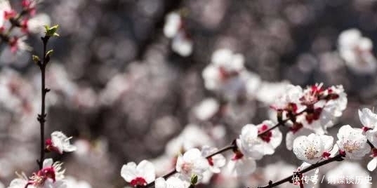 北陂杏花|王安石晚年的这首作品,短短几句意境悲凉,是他最真实的人生写照