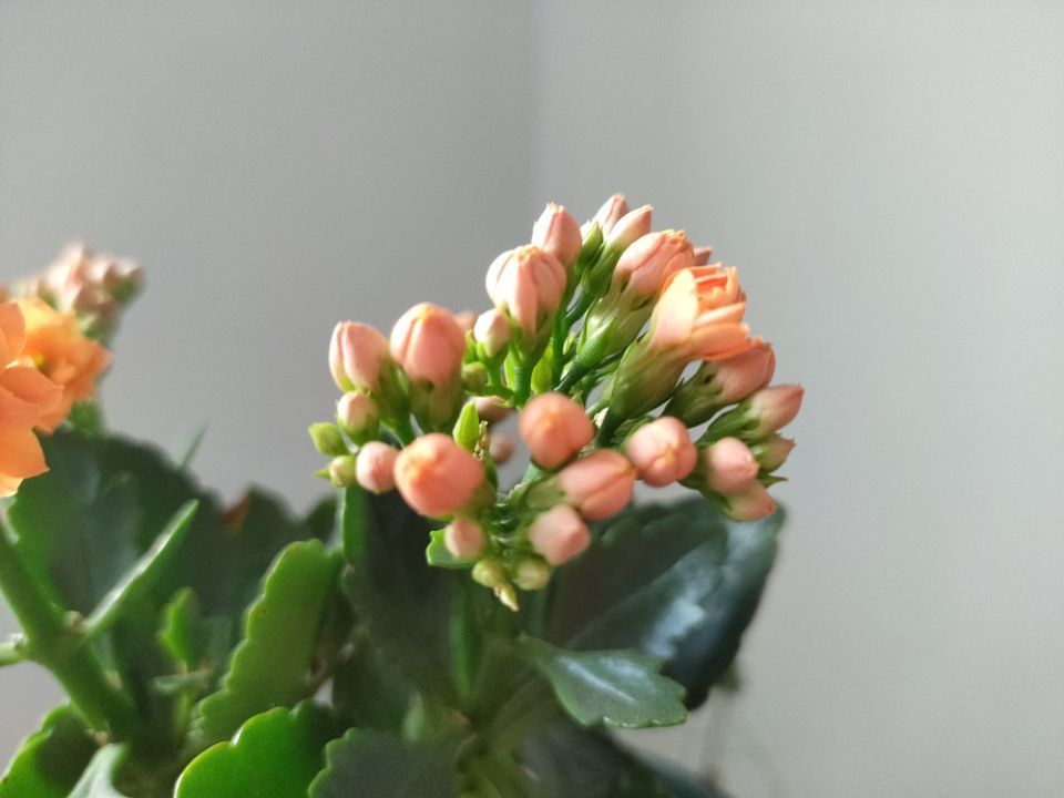 长寿花在打花骨朵的时候,养护做到4点,开花满盆并不难