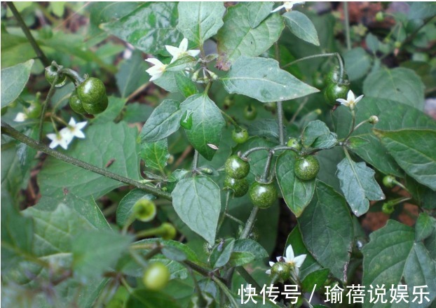农作物|农村一种“黑色”野果,殊不知它还可散瘀消肿,清热解毒