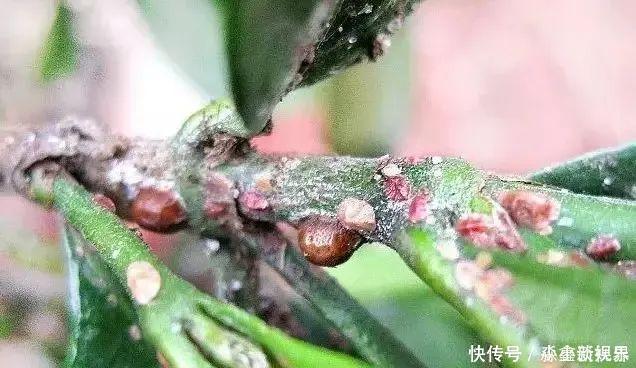 黑斑病|养花时很容易出现的6种病虫害，蚜虫、介壳虫和红蜘蛛都要可清除