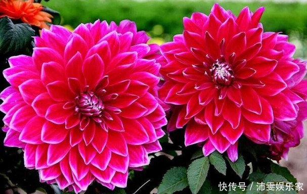 菊花|喜欢菊花,不如养盆“稀世名菊”大红芍药,花开似芍药,妩媚端庄
