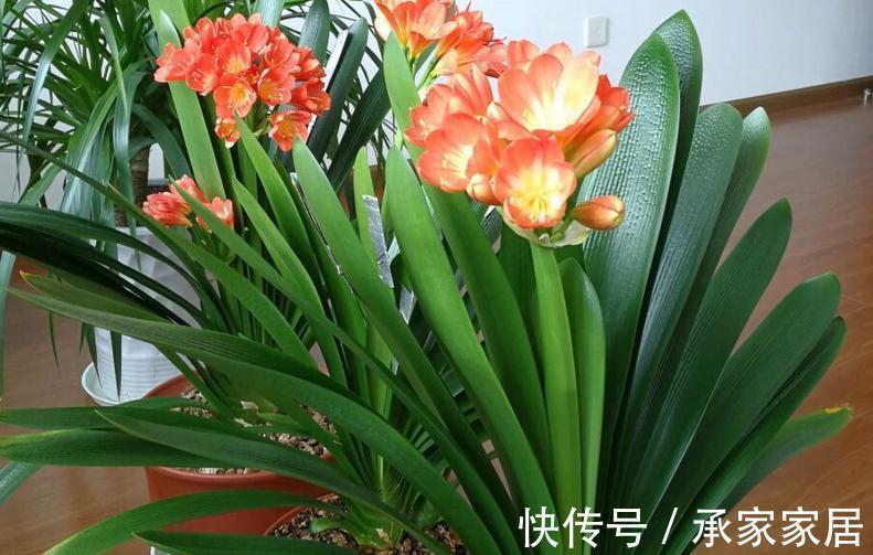 秋季如何养君子兰不夹箭?注意4点,植株越长越旺盛