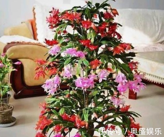 扦插|“2种喜冷花”养客厅,0℃也能开爆盆,秋冬就选它,好养易爆盆!