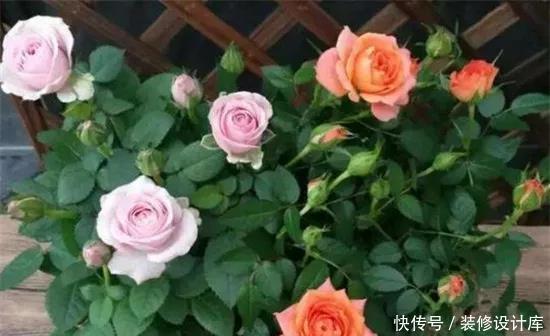 月季花苞小，开花少改善这“3点”，开花翻倍，花瓣又大又艳