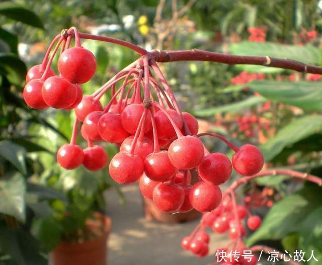 人称“百两金”,果实能吃,种子可榨油,制作盆景价更高